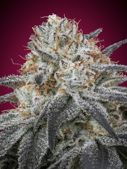 Advanced Seeds - Auto Slurricane